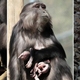 Imagen: De Marco et al./Primates